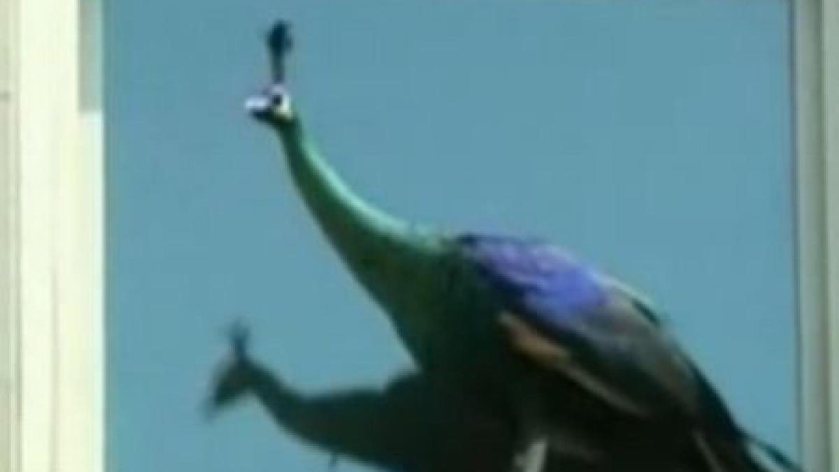 un paun a evadat de la gradina zoologica din new york si s a plimbat prin oras