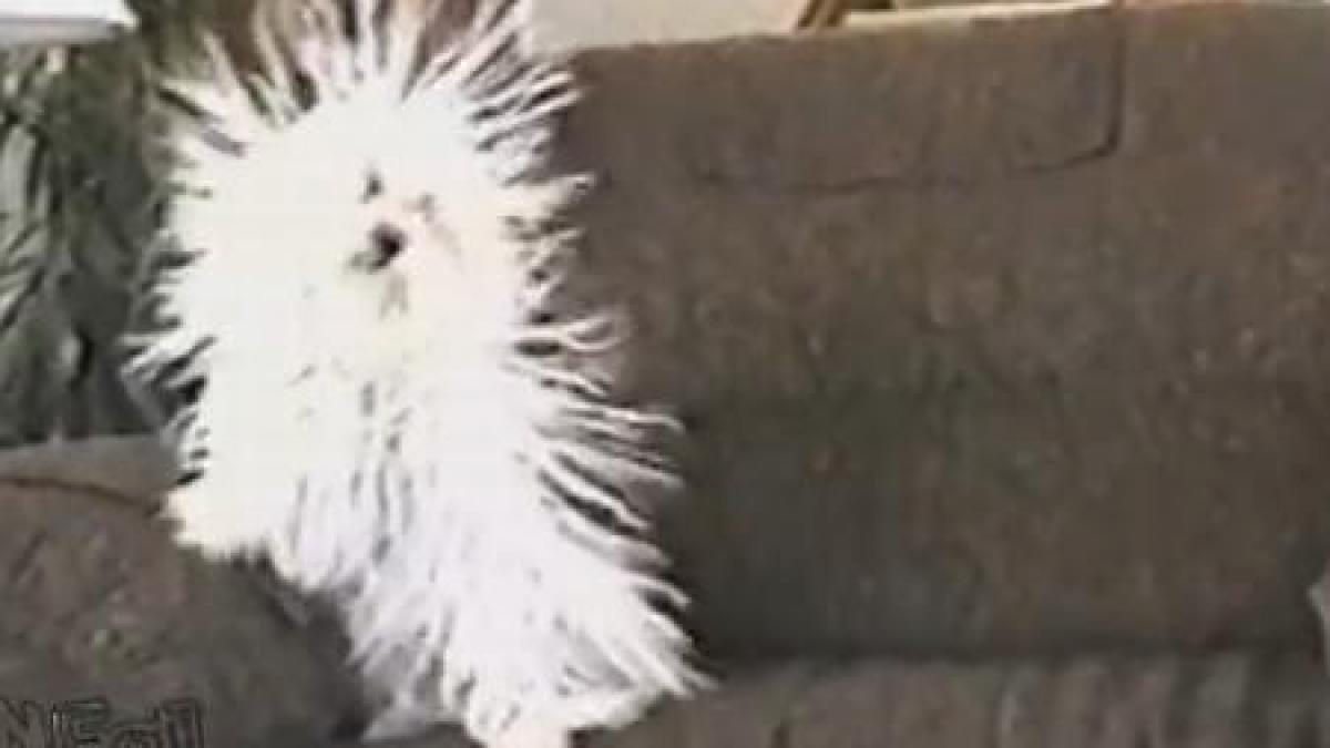 vezi cum ar arata un caine bagat la 220v