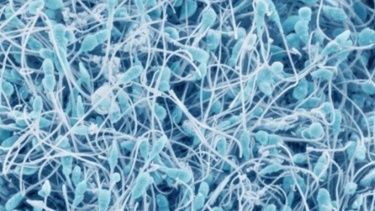 tratament pentru barbatii infertili oamenii de stiinta din japonia au reusi sa creeze sperma