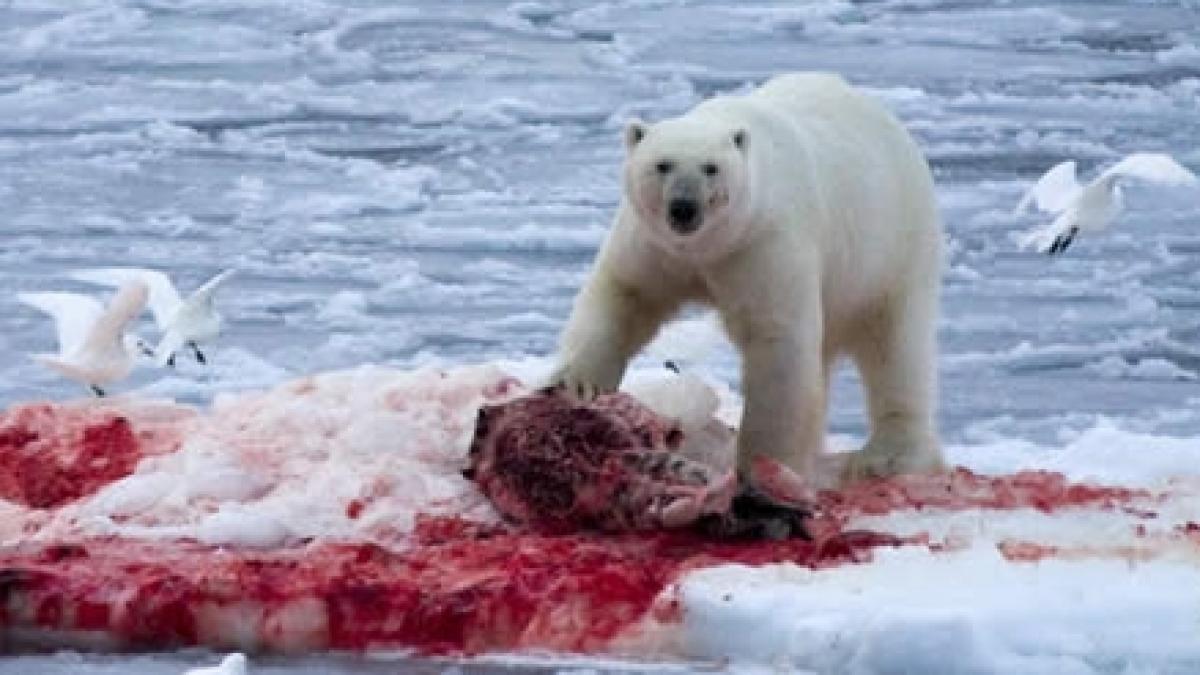 un turist britanic a fost ucis de un urs polar in norvegia