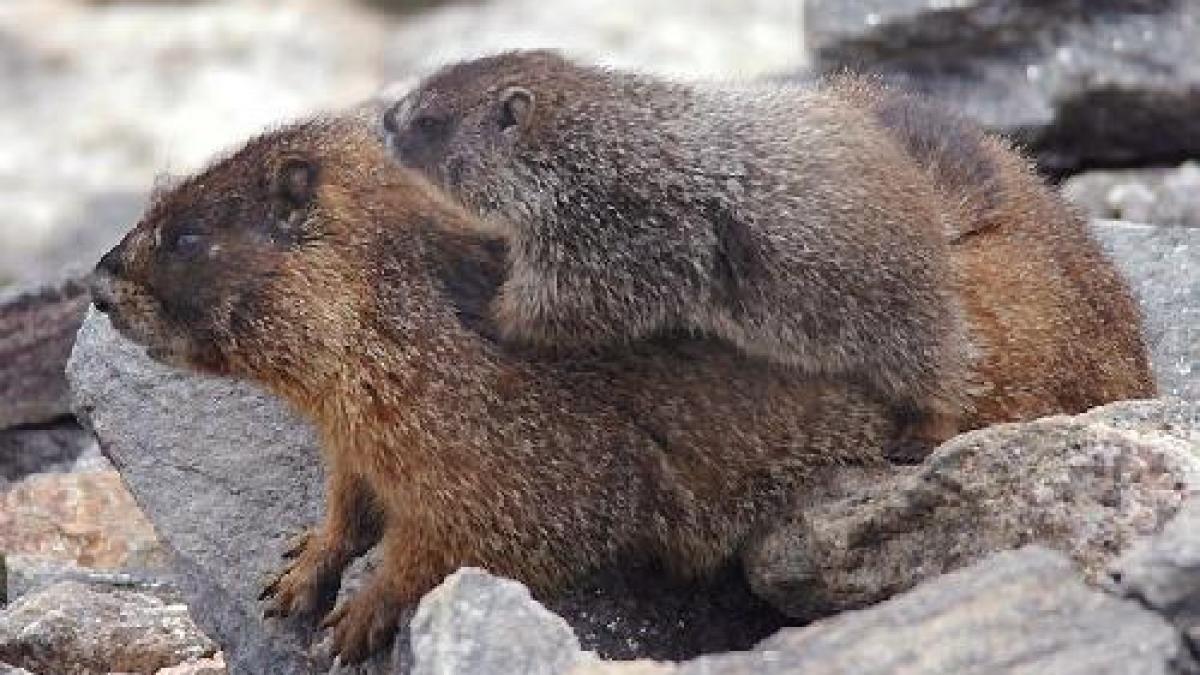doi pui de marmota au venit pe lume la gradina zoologica de la baneasa