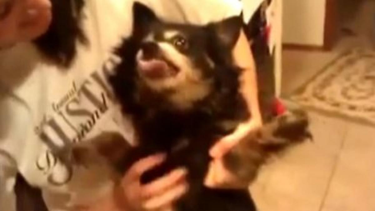 reactii ciudate vezi aici cum arata un caine posedat