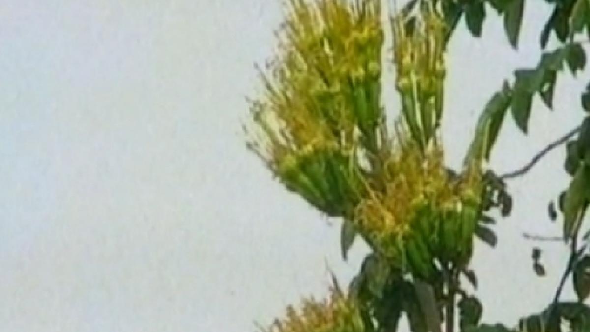 fenomen spectaculos la gradina botanica din cluj o planta a inflorit dupa 34 de ani