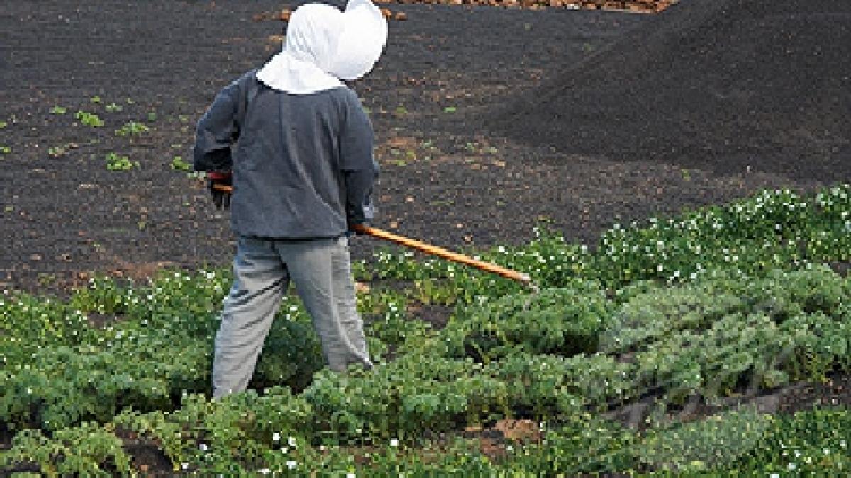 bulgarii chinezii si moldovenii iau locul romanilor la munca in spania