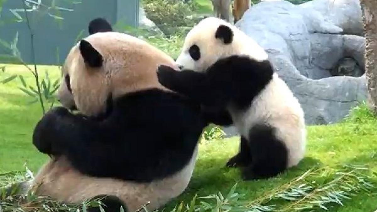 ce dragut un pui de panda isi deranjeaza mama de la masa ca sa se joace