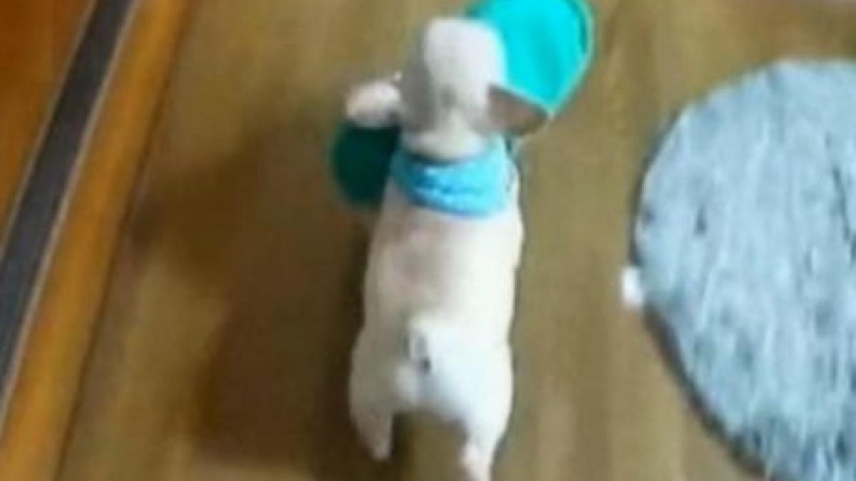cel mai perseverent pui de bulldog vezi cum plimba un papuc de doua ori cat el