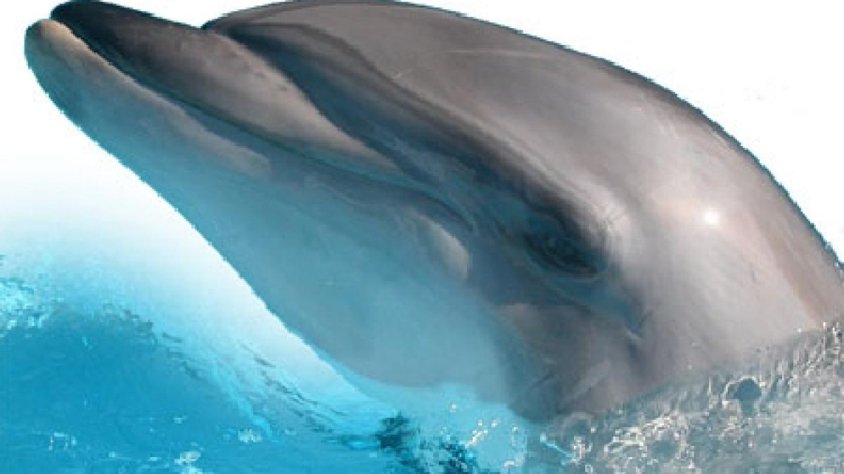 sulina sarbatoreste martea aceasta ziua delfinului