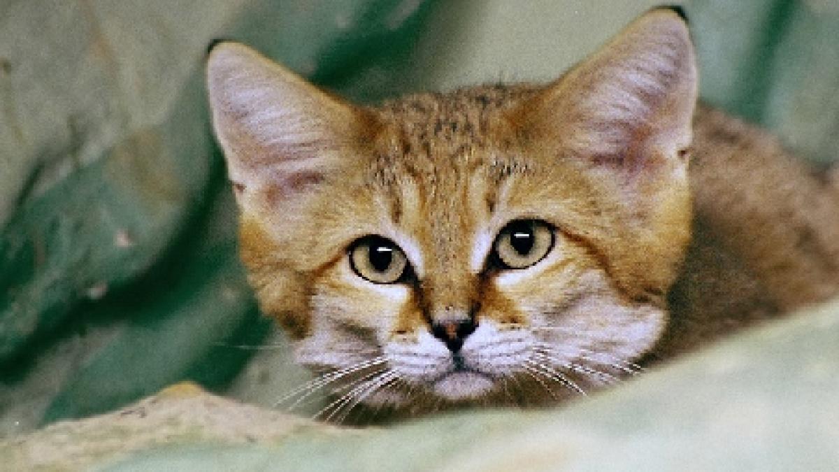 specie rara de felina nascuta la un zoo din israel vezi cum arata pisica de nisip