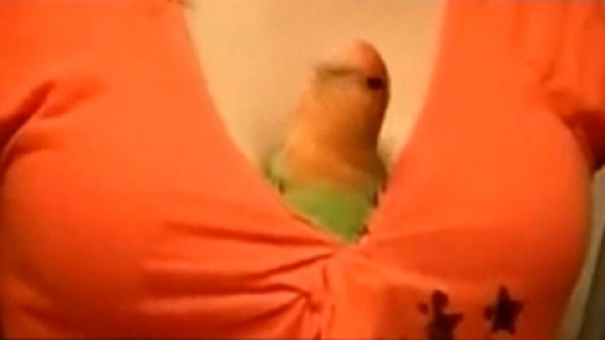 un papagal din sua are ca si loc preferat decolteul stapanei sale
