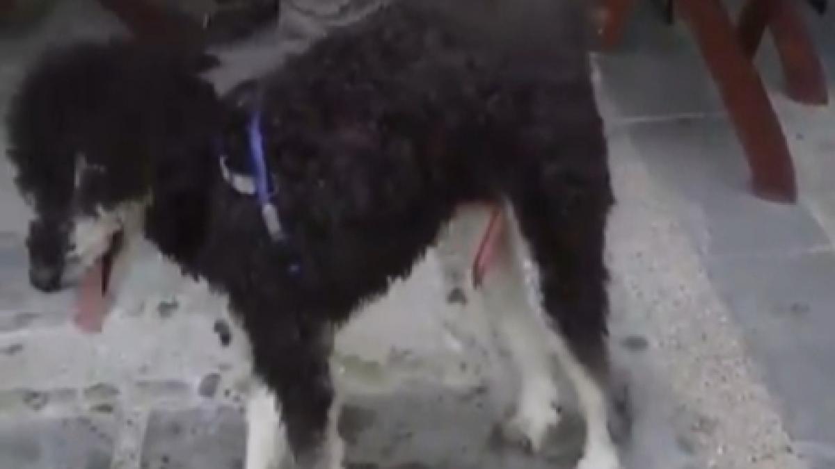 vezi cum se masturbeaza un caine si ce sunete scoate cand e excitat