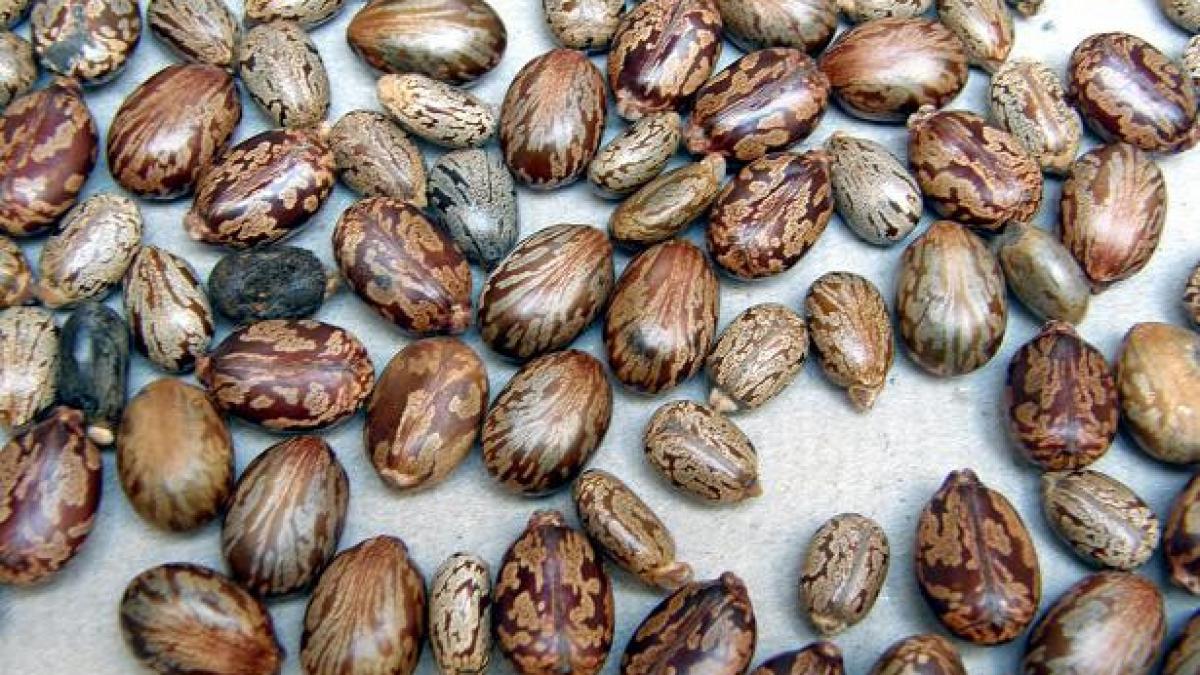 reteaua al qaida incearca sa produca ricina pentru explozibili vezi aici detalii