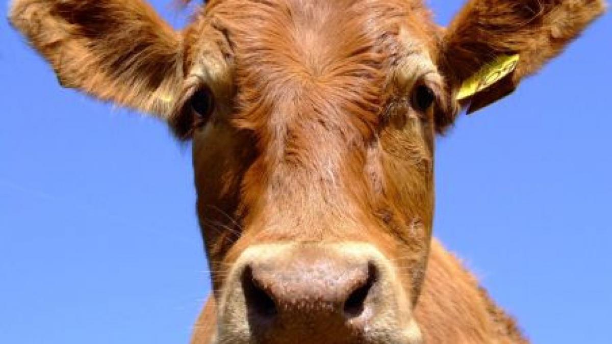 cum convingi o vacuta salbatica sa revina la ferma