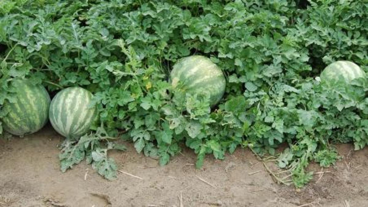 gravida in opt luni batuta cu furca de sot pentru ca n a pazit pepenii de pe camp