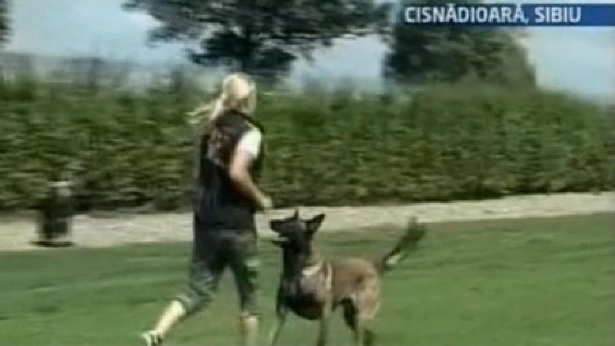 pensiunea pentru caini locul unde puteti lasa animalele cand plecati in concediu