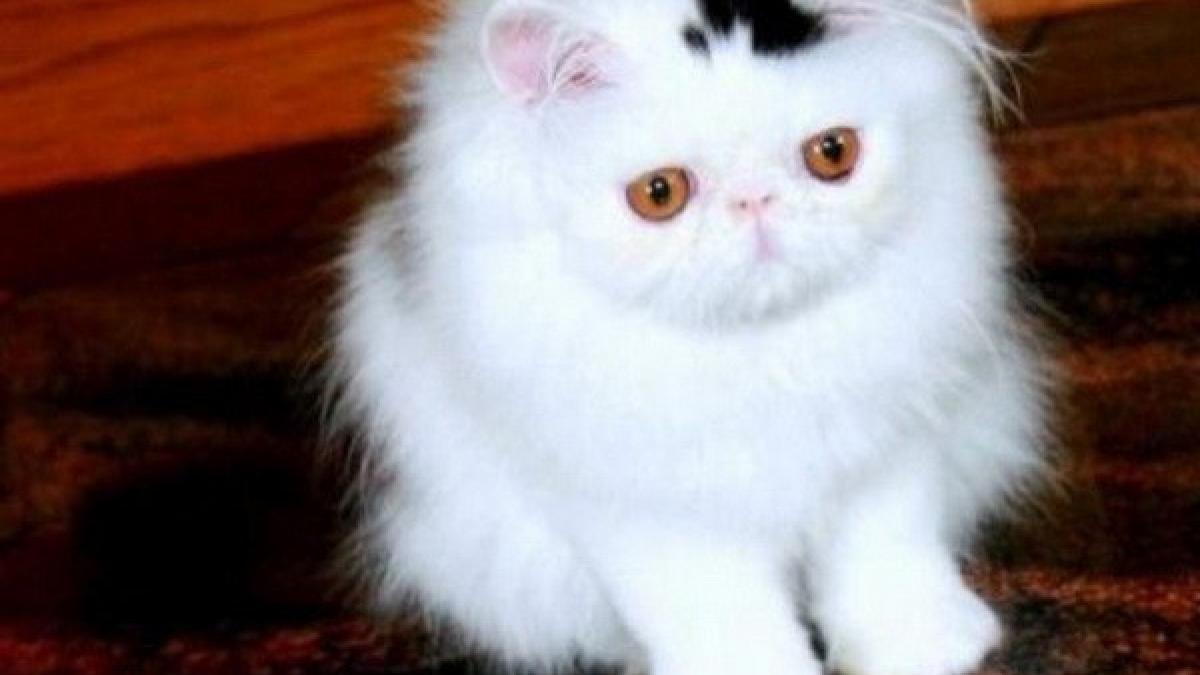 pufoshenia se intoarce