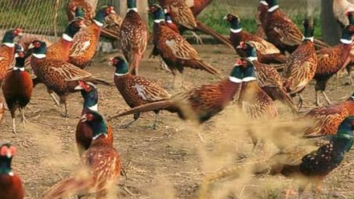 cea mai mare crescatorie de fazani din tara nu simte criza exporta pasari pentru vanatoare