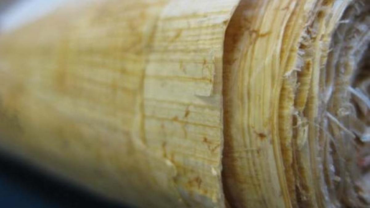 rusia ne inapoiaza cel mai vechi papirus descoperit in 1959 la mangalia