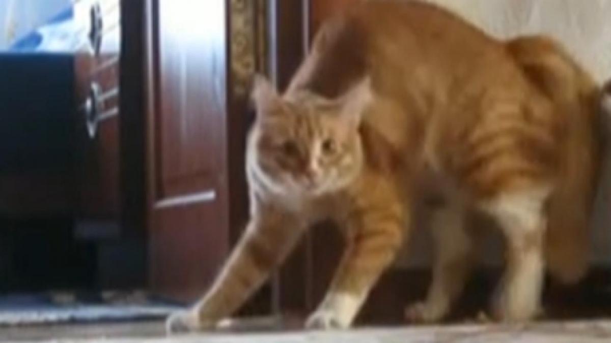 o pisica terifiata poate fi si amuzanta vezi aici