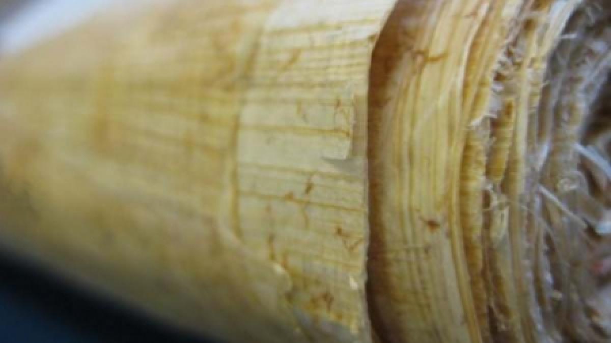 cel mai vechi papirus descoperit in europa expus la muzeul callatis din mangalia