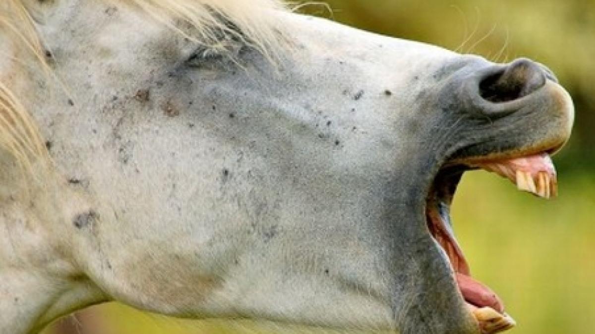 iasi un tanar de 22 de ani muscat de penis de calul sau