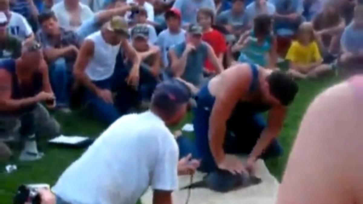 imagini socante americanii se distreaza macelarind broaste testoase