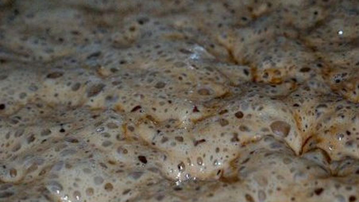 originea berii blonde o drojdie adusa accidental in secolul xv din patagonia in europa