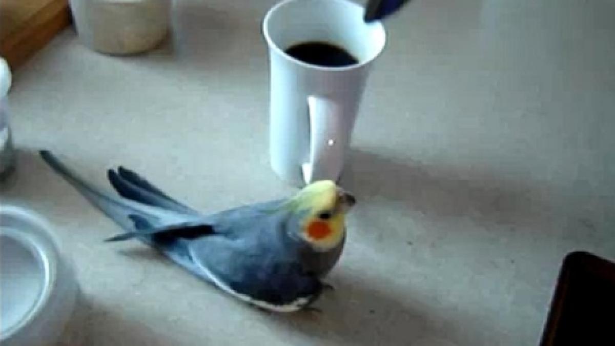 cum se pregateste un papagal sa si bea cafeaua de dimineata