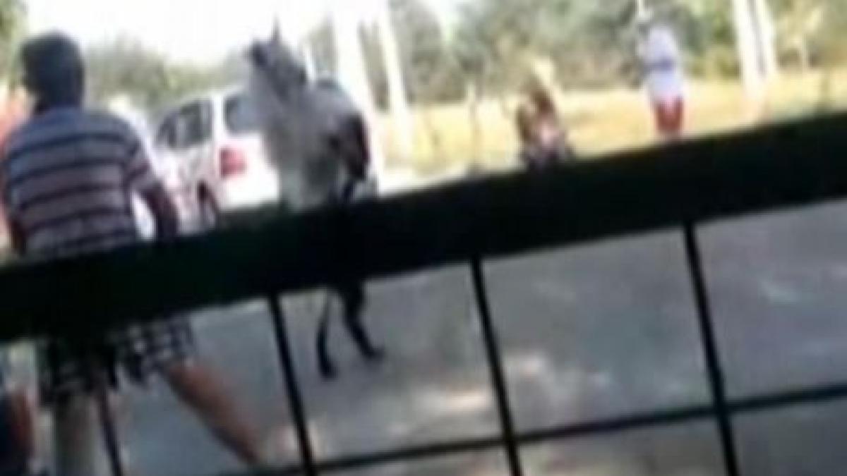 imagini socante un tap este batut cu bestialitate in timp ce spectatorii se amuza