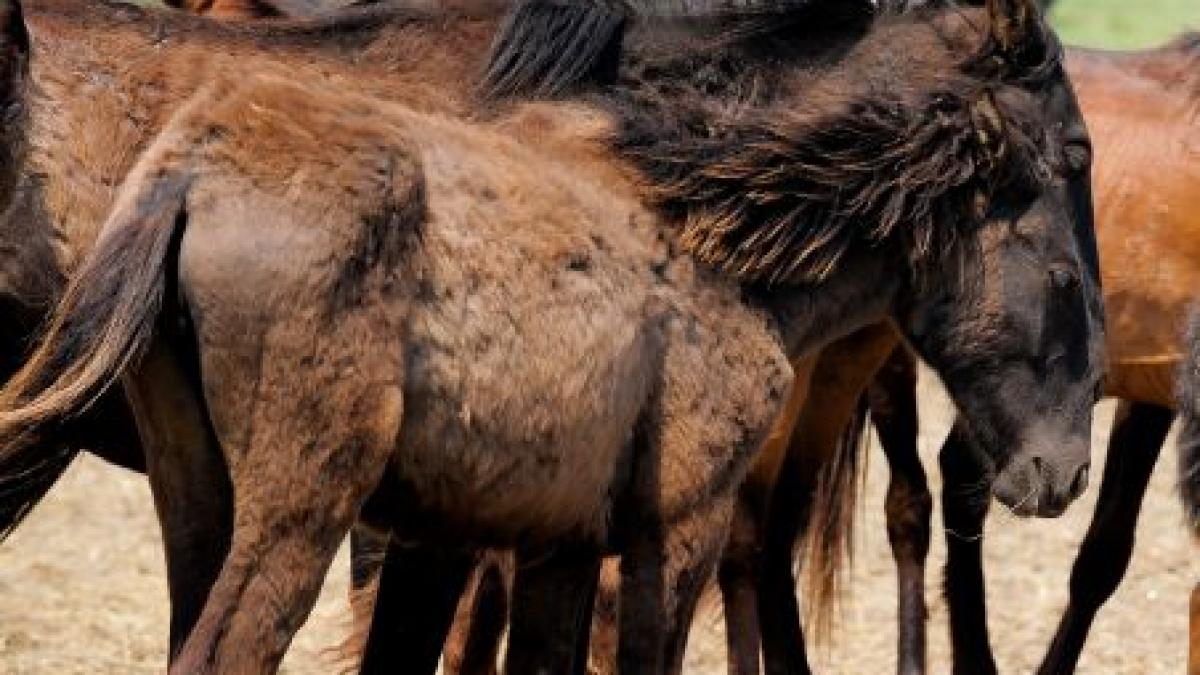 caii salbatici de la letea s au intors in rezervatia din delta dunarii proprietarii ii revendica