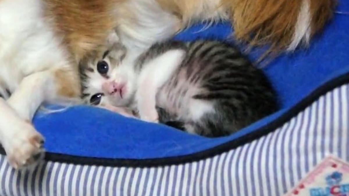 o pisicuta se cuibareste intr un chihuahua