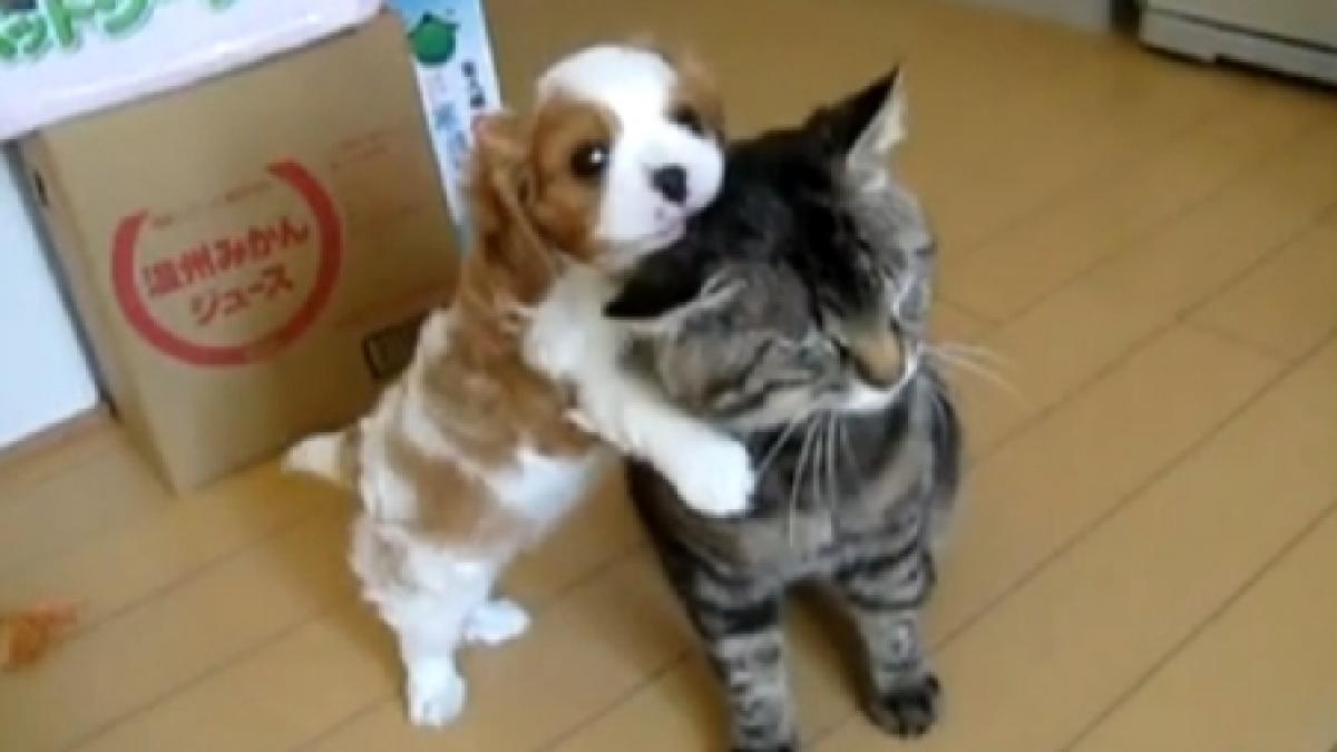 cainele si pisica prieteni la catarama vezi cum se inteleg impreuna