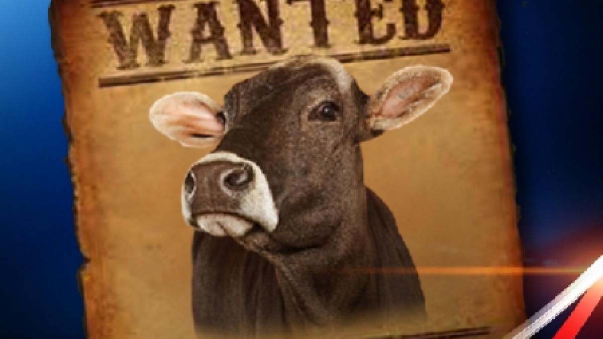 germania a fost gasita vaca yvonne care a fugit de la stapanii ei la inceputul verii vezi povestea