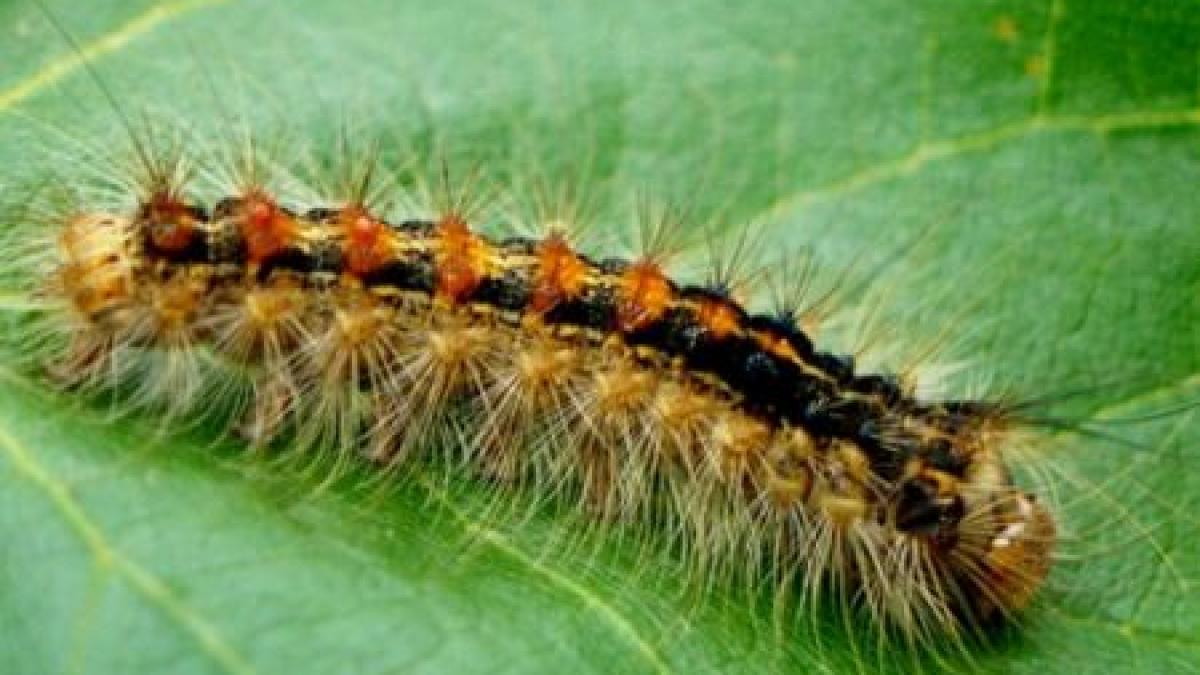 bucurestiul invadat de omizi temperaturile caniculare au favorizat dezvoltarea vietatilor