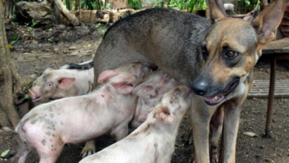 dragostea de mama nu cunoaste limite o catea din cuba a adoptat 14 purcelusi