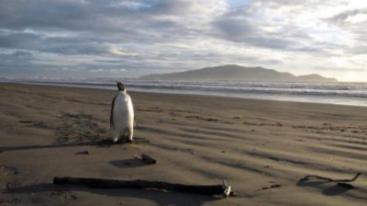 pinguinul care s a ratacit in noua zeelanda a fost eliberat in oceanul pacific