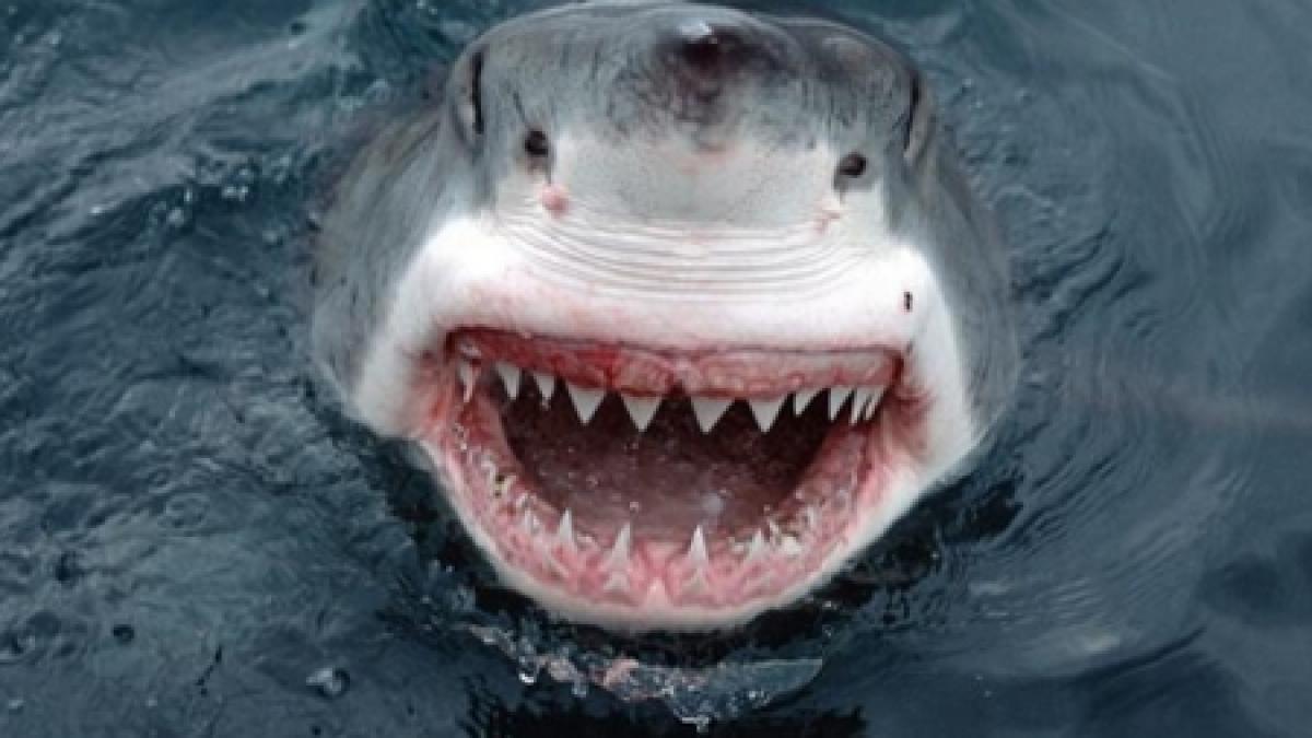 panica pe coasta australiei un surfer a fost sfasiat in doua de un rechin