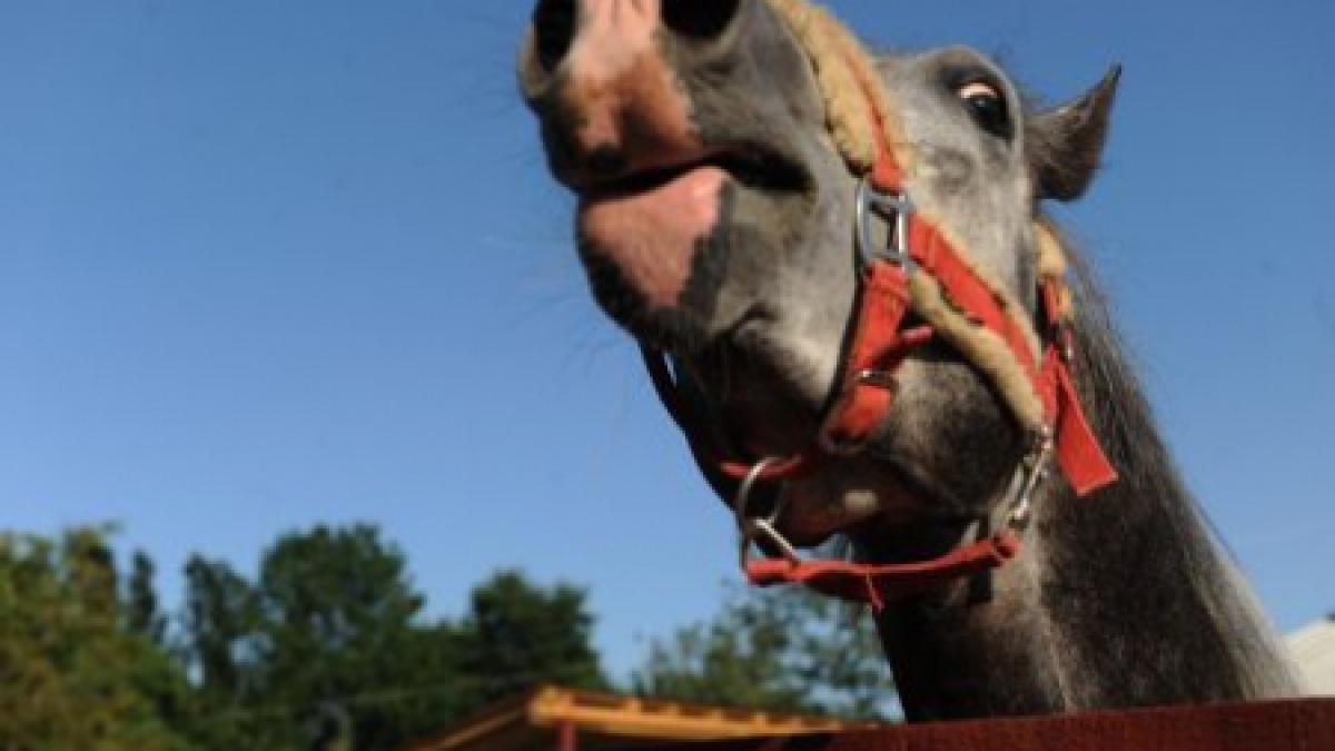 recompensa de 500 de euro pentru gasirea stapanilor care si au batut calul cu bestialitate