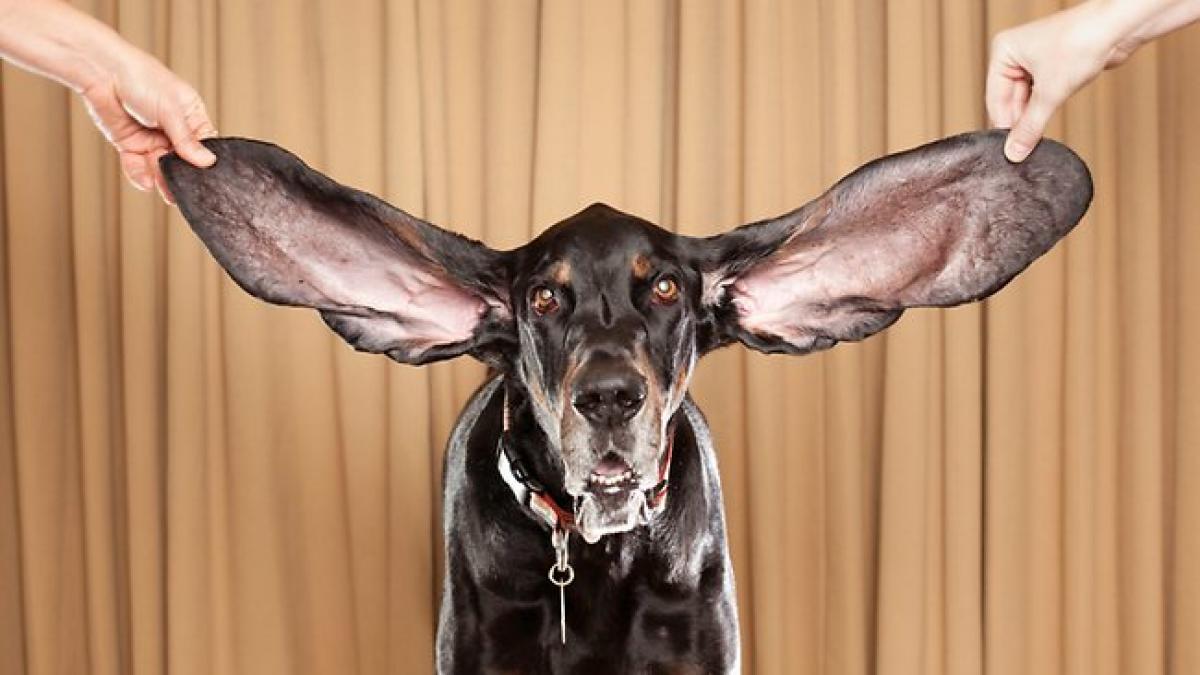 caine de cartea recordurilor vezi care este cel mai urecheat catel din lume