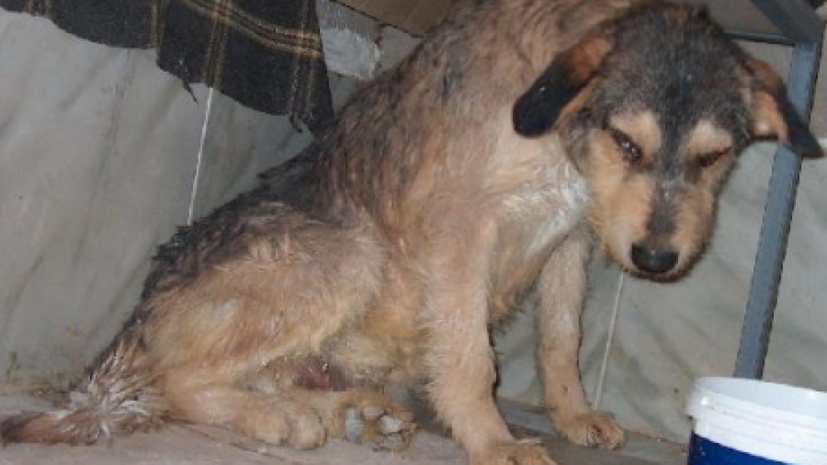 galati mai multi caini comunitari au fost vanati cu o arbaleta in zona unei scoli