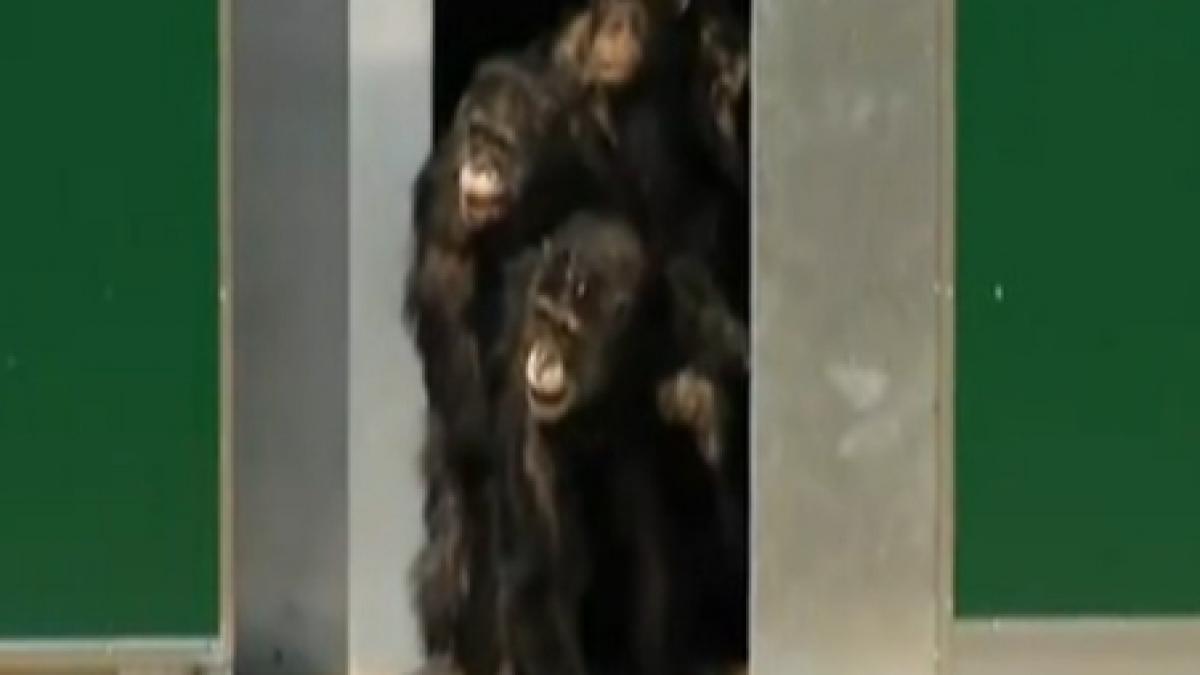 imagini incredibile 38 de cimpanzei vad lumina zilei pentru prima oara dupa 20 de ani vezi scenele