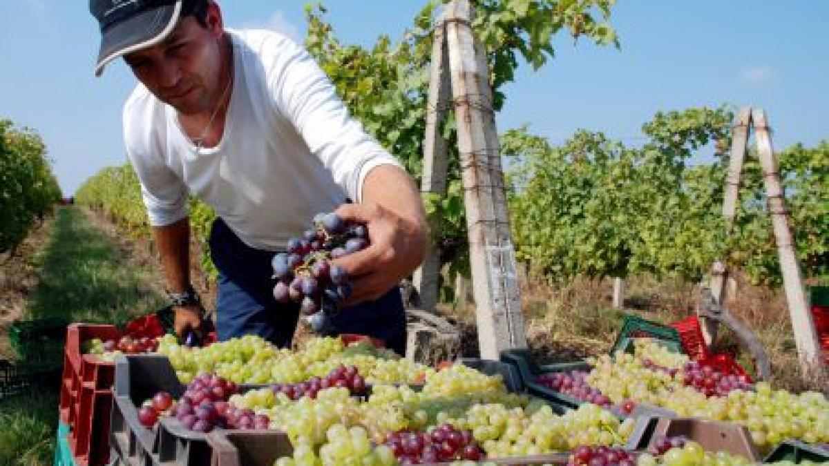 recolta record de struguri se asteapta o productie dubla fata de anul trecut