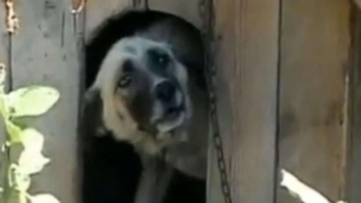 mama fetitei muscate de cap de un caine risca sa fie decazuta din drepturi