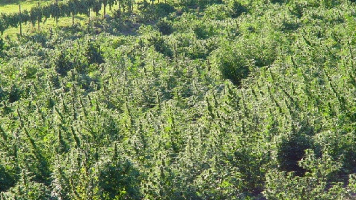 timis doi tineri care ingrijeau o plantatie de canabis arestati politistii au confiscat 15