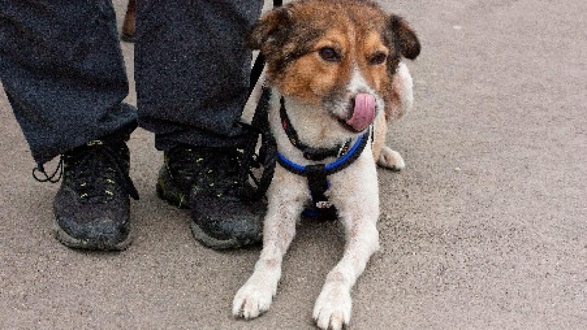 legea cainilor fara stapan a fost modificata eutanasierea la decizia populatiei