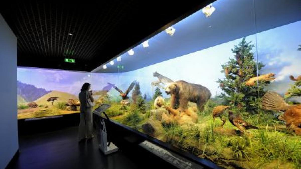 muzeul grigore antipa se redeschide peste 2 000 de animale sunete si proiectii 3d