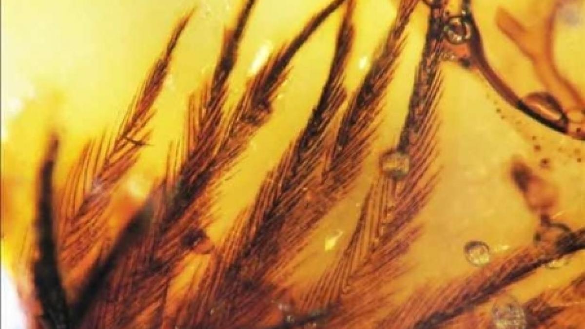 pene de dinozaur descoperite in rasina fosilizata in canada