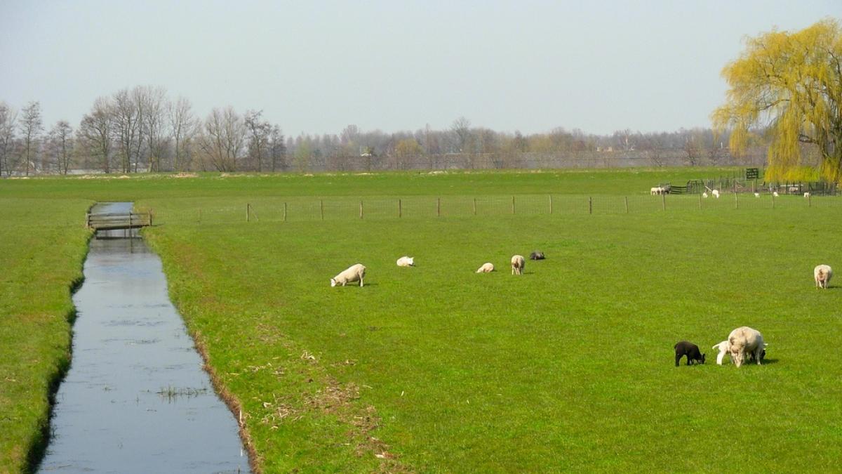 olanda un fermier acuzat de exploatarea muncitorilor est europeni risca patru ani de inchisoare