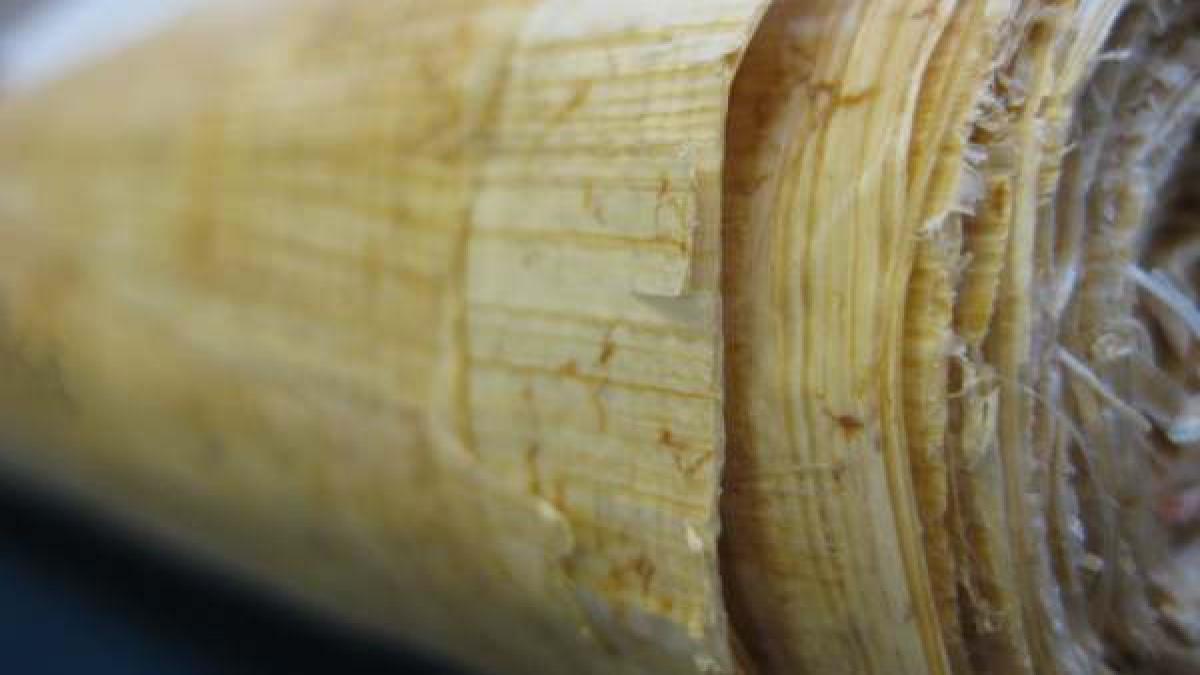 vizionarul nostradamus din secolul xx a prezis cum va fi lumea in zilele noastre afla i profetiile