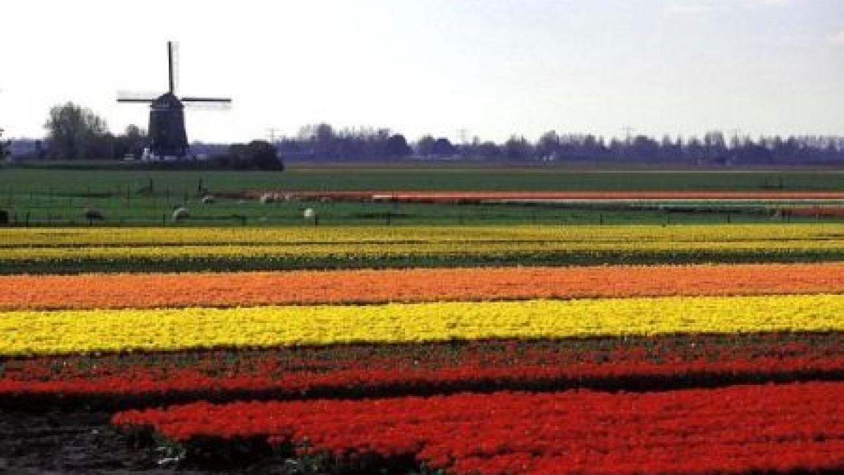 ministerul agriculturii lalelele olandeze nu contin bacterii periculoase si pot fi comercializate