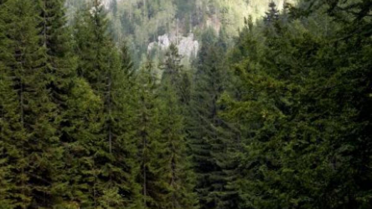 7 2 hectare de padure vor fi defrisate pentru a face loc unei partii de schi langa slanic moldova